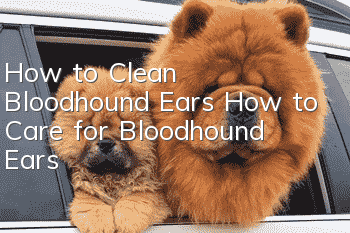 How to Clean Bloodhound Ears How to Care for Bloodhound Ears