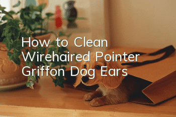 How to Clean Wirehaired Pointer Griffon Dog Ears