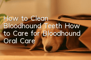 How to Clean Bloodhound Teeth How to Care for Bloodhound Oral Care