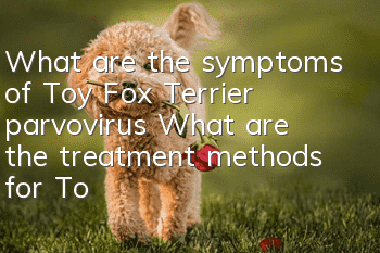 What are the symptoms of Toy Fox Terrier parvovirus? What are the treatment methods for Toy Fox Terrier parvovirus?