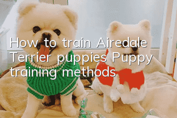 How to train Airedale Terrier puppies Puppy training methods