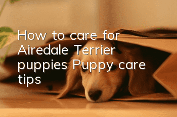 How to care for Airedale Terrier puppies Puppy care tips