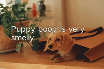 Puppy poop is very smelly