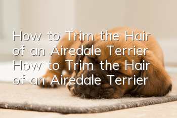 How to Trim the Hair of an Airedale Terrier How to Trim the Hair of an Airedale Terrier