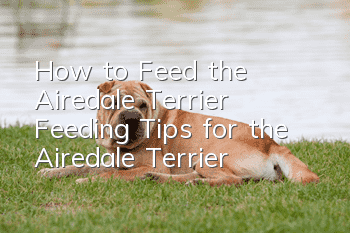How to Feed the Airedale Terrier Feeding Tips for the Airedale Terrier