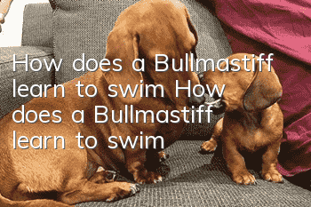 How does a Bullmastiff learn to swim? How does a Bullmastiff learn to swim?