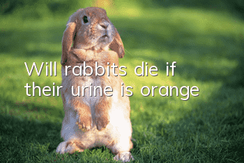 Will rabbits die if their urine is orange?