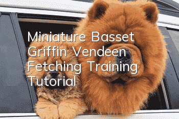 Miniature Basset Griffin Vendeen Fetching Training Tutorial