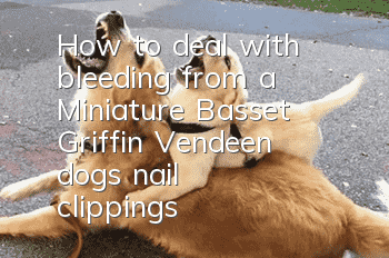 How to deal with bleeding from a Miniature Basset Griffin Vendeen dog's nail clippings
