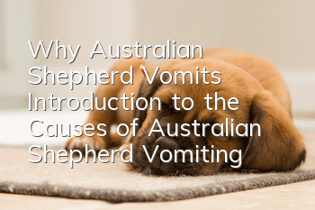 Why Australian Shepherd Vomits? Introduction to the Causes of Australian Shepherd Vomiting