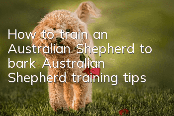 How to train an Australian Shepherd to bark Australian Shepherd training tips