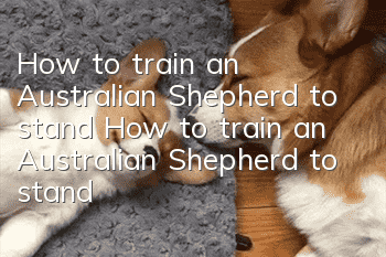 How to train an Australian Shepherd to stand? How to train an Australian Shepherd to stand?