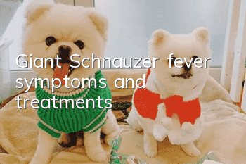 Giant Schnauzer fever symptoms and treatments