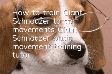 How to train Giant Schnauzer to do movements Giant Schnauzer basic movement training tutorial