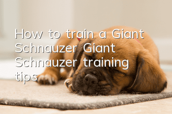 How to train a Giant Schnauzer Giant Schnauzer training tips