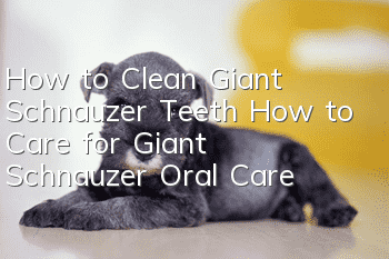 How to Clean Giant Schnauzer Teeth How to Care for Giant Schnauzer Oral Care