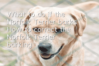 What to do if the Norfolk Terrier barks? How to correct the Norfolk Terrier barking?