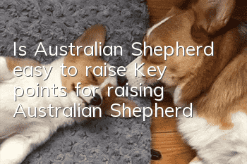 Is Australian Shepherd easy to raise? Key points for raising Australian Shepherd