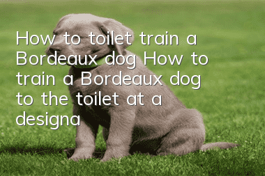 How to toilet train a Bordeaux dog? How to train a Bordeaux dog to the toilet at a designated location?