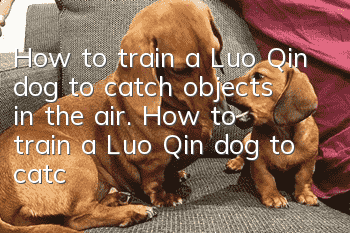 How to train a Luo Qin dog to catch objects in the air. How to train a Luo Qin dog to catch objects in the air.