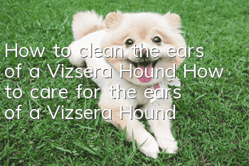 How to clean the ears of a Vizsera Hound How to care for the ears of a Vizsera Hound