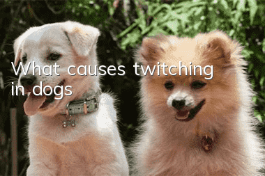 What causes twitching in dogs?