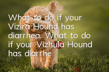 What to do if your Vizira Hound has diarrhea. What to do if your Vizhula Hound has diarrhea.