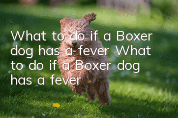 What to do if a Boxer dog has a fever What to do if a Boxer dog has a fever