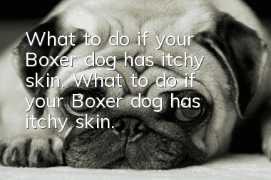 What to do if your Boxer dog has itchy skin. What to do if your Boxer dog has itchy skin.