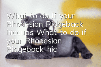 What to do if your Rhodesian Ridgeback hiccups? What to do if your Rhodesian Ridgeback hiccups?