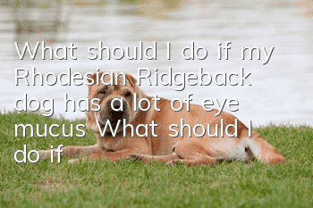 What should I do if my Rhodesian Ridgeback dog has a lot of eye mucus? What should I do if my Lionhound has a lot of eye mucus?