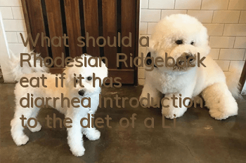 What should a Rhodesian Ridgeback eat if it has diarrhea? Introduction to the diet of a Lionhound with diarrhea.