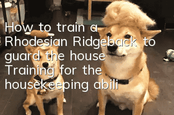 How to train a Rhodesian Ridgeback to guard the house? Training for the housekeeping ability of the Lion Hound