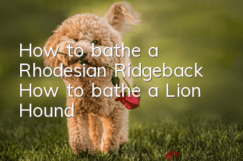 How to bathe a Rhodesian Ridgeback How to bathe a Lion Hound