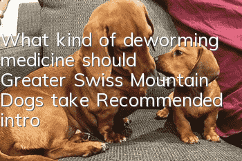 What kind of deworming medicine should Greater Swiss Mountain Dogs take? Recommended introduction of deworming drugs