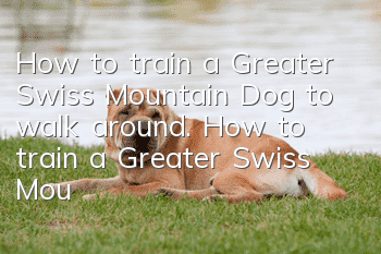 How to train a Greater Swiss Mountain Dog to walk around. How to train a Greater Swiss Mountain Dog to walk around.