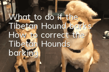What to do if the Tibetan Hound barks? How to correct the Tibetan Hound's barking?