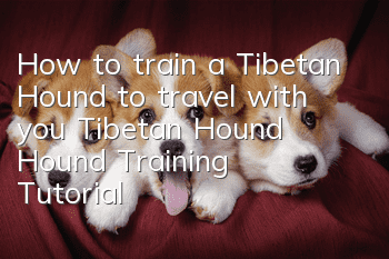 How to train a Tibetan Hound to travel with you? Tibetan Hound Hound Training Tutorial