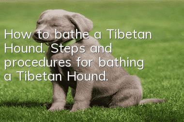 How to bathe a Tibetan Hound. Steps and procedures for bathing a Tibetan Hound.