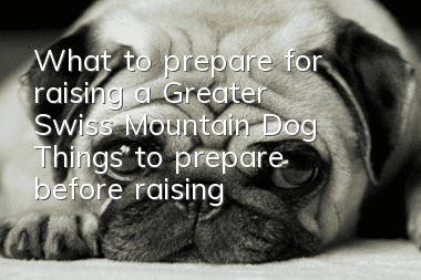 What to prepare for raising a Greater Swiss Mountain Dog Things to prepare before raising a Swiss Mountain Dog