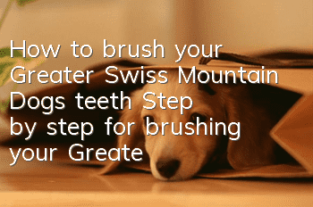 How to brush your Greater Swiss Mountain Dog's teeth Step by step for brushing your Greater Swiss Mountain Dog's teeth