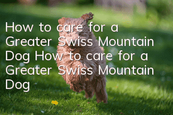 How to care for a Greater Swiss Mountain Dog How to care for a Greater Swiss Mountain Dog