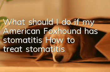 What should I do if my American Foxhound has stomatitis? How to treat stomatitis?