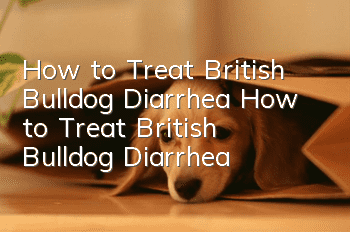 How to Treat British Bulldog Diarrhea How to Treat British Bulldog Diarrhea