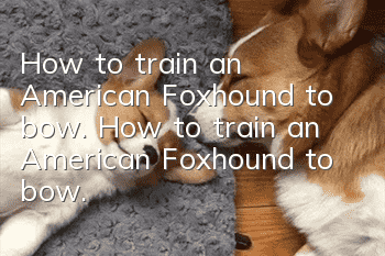 How to train an American Foxhound to bow. How to train an American Foxhound to bow.