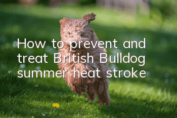 How to prevent and treat British Bulldog summer heat stroke