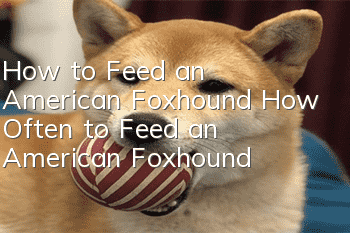 How to Feed an American Foxhound How Often to Feed an American Foxhound