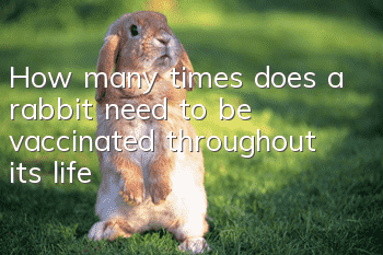 How many times does a rabbit need to be vaccinated throughout its life?