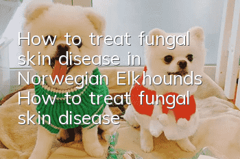 How to treat fungal skin disease in Norwegian Elkhounds How to treat fungal skin disease