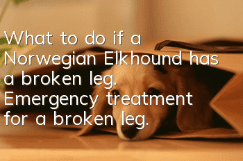 What to do if a Norwegian Elkhound has a broken leg. Emergency treatment for a broken leg.